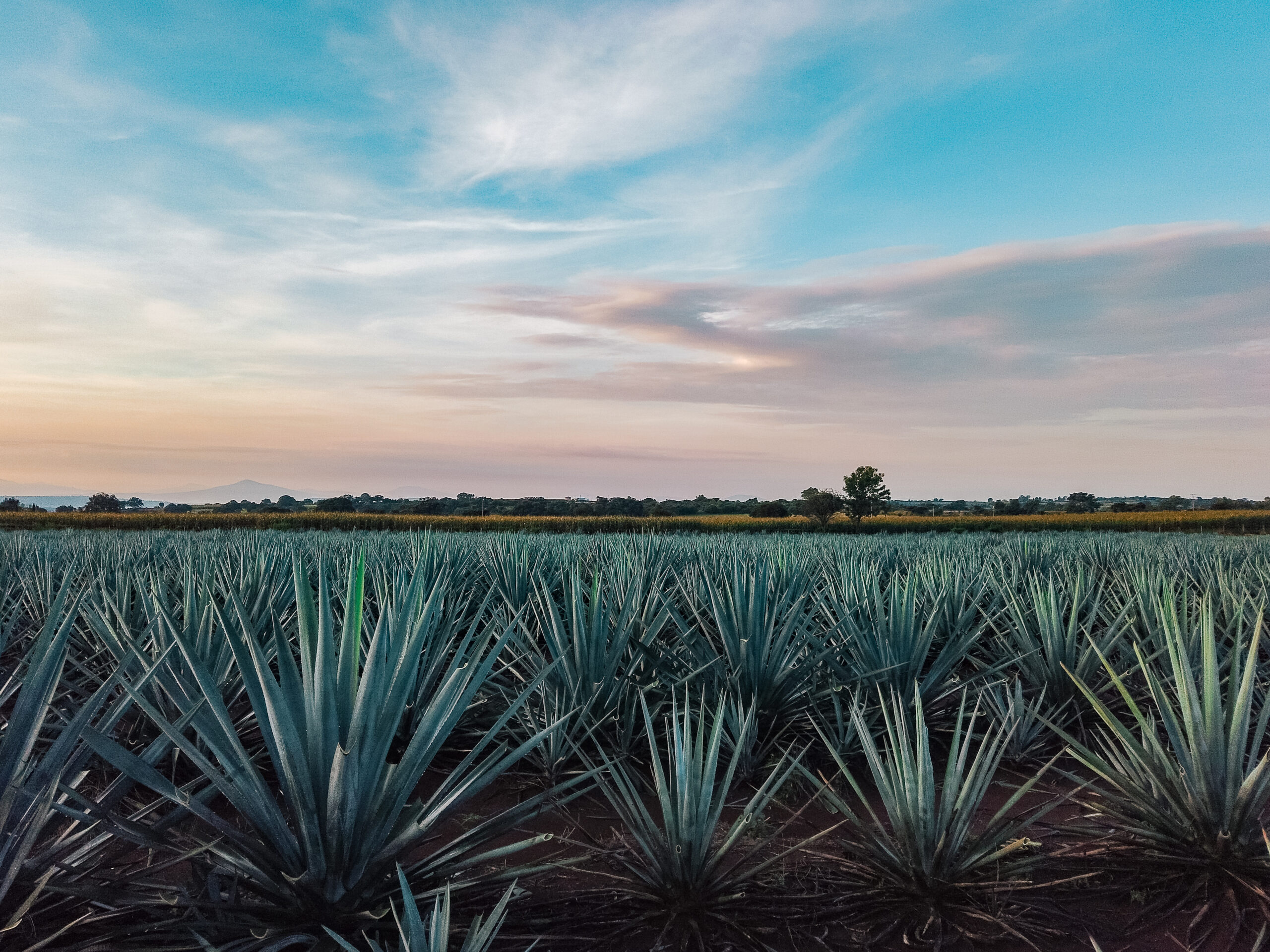 Rows of blue agave growing in the fields of El Arenal, Jalisco