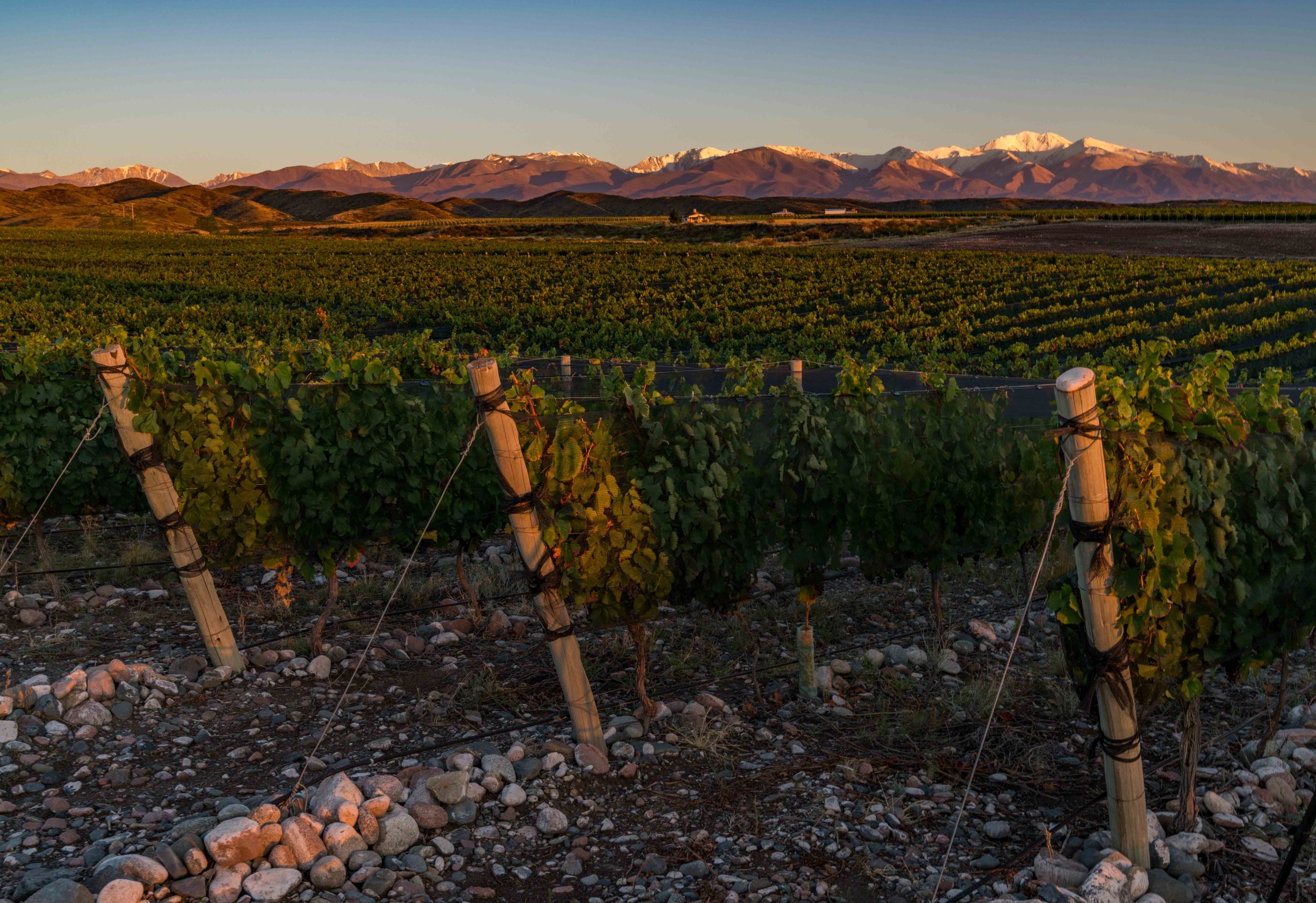 Rows of vines at sunset with the snow-capped Andes on the horizon in Mendoza, Argentina